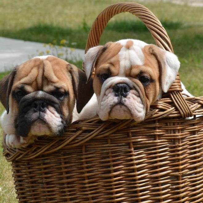 MESHIZIY Tapis De Souris Gaming 800x300mm,père Et Fils Chiens